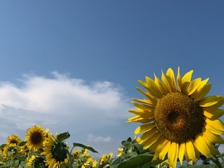 バスツアーでひまわり畑へ行ってきました 地域や日常について 愛知県西尾市の新築 注文住宅 リフォームを手がける工務店 ほっとスマイルハウス ブログ